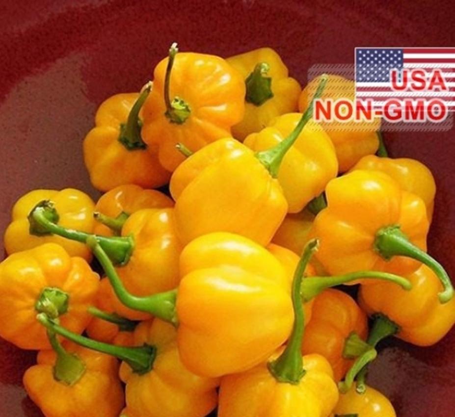 Combo 1 gói Hạt Giống Ớt Siêu Cay Caribbean - Scotch Bonnet (Capsicum chinense), 1 gói kích nảy mầm, 1 gói phân bón nảy chồi ra lá