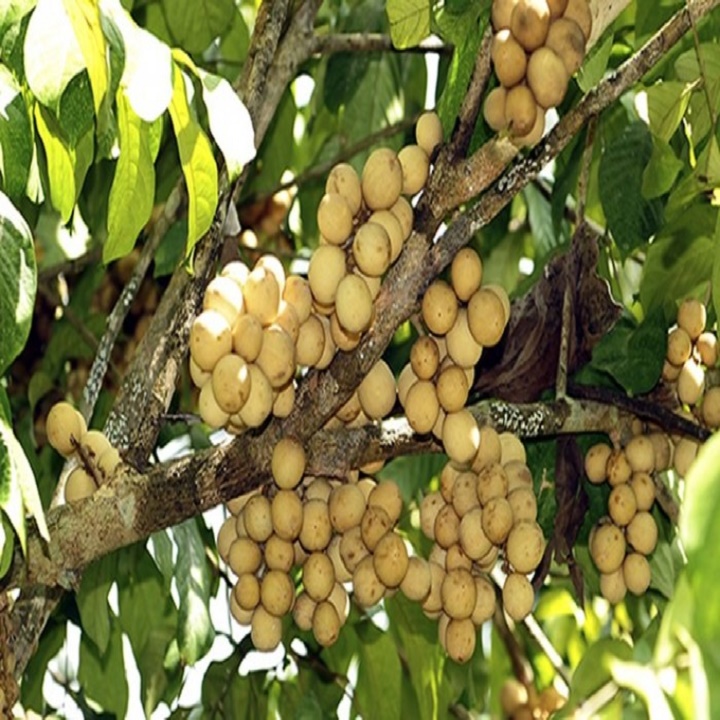 CÂY GIỐNG BÒN BON