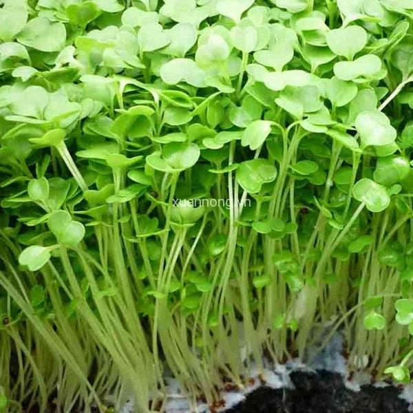 [ SP Mới Về] - Combo 3 gói Hạt giống rau mầm đậu hà lan