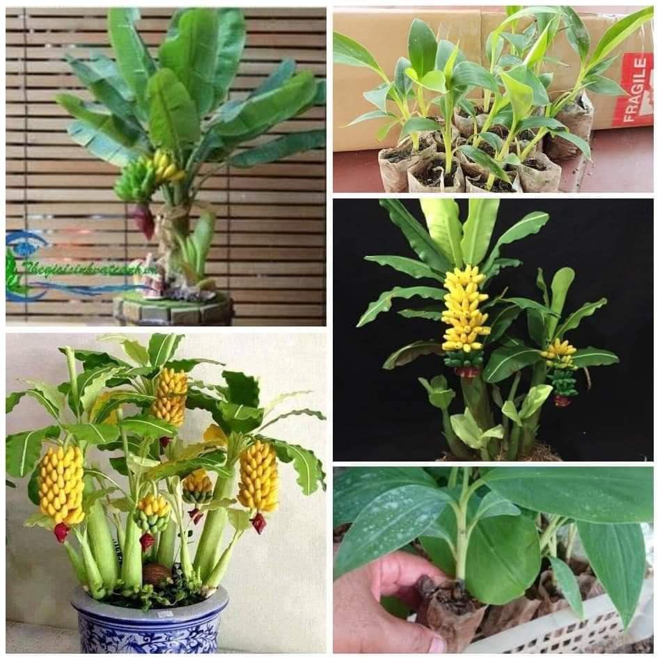 Cây chuối cảnh mini (chuẩn giống )