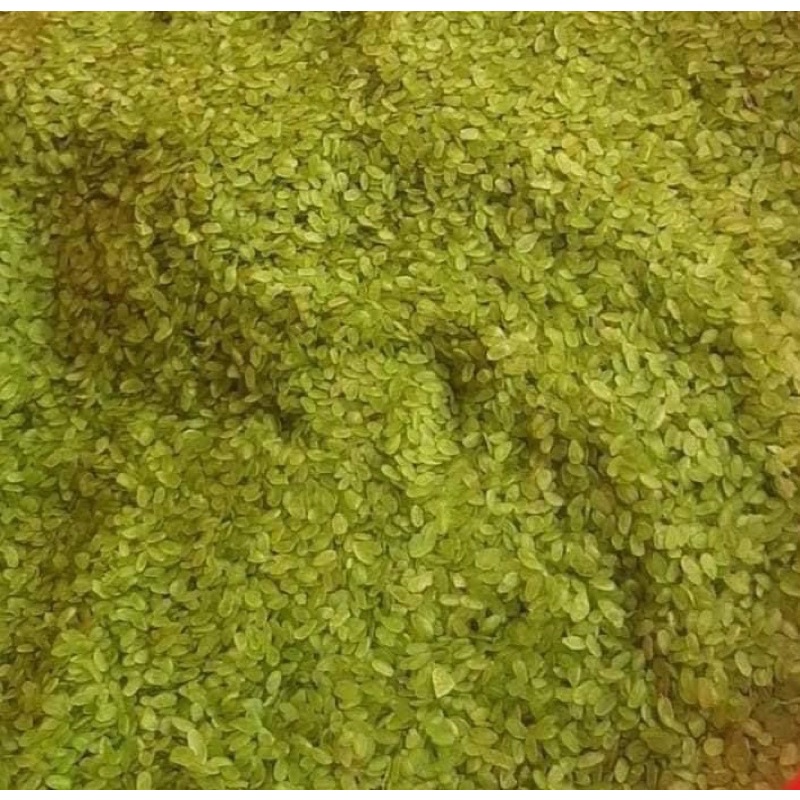 1Kg Gạo Cốm Nếp Non Dã Tay