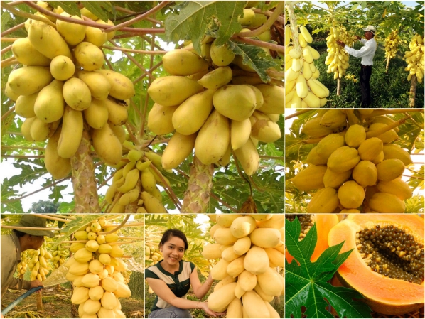 Hạt giống đu đủ lùn vàng