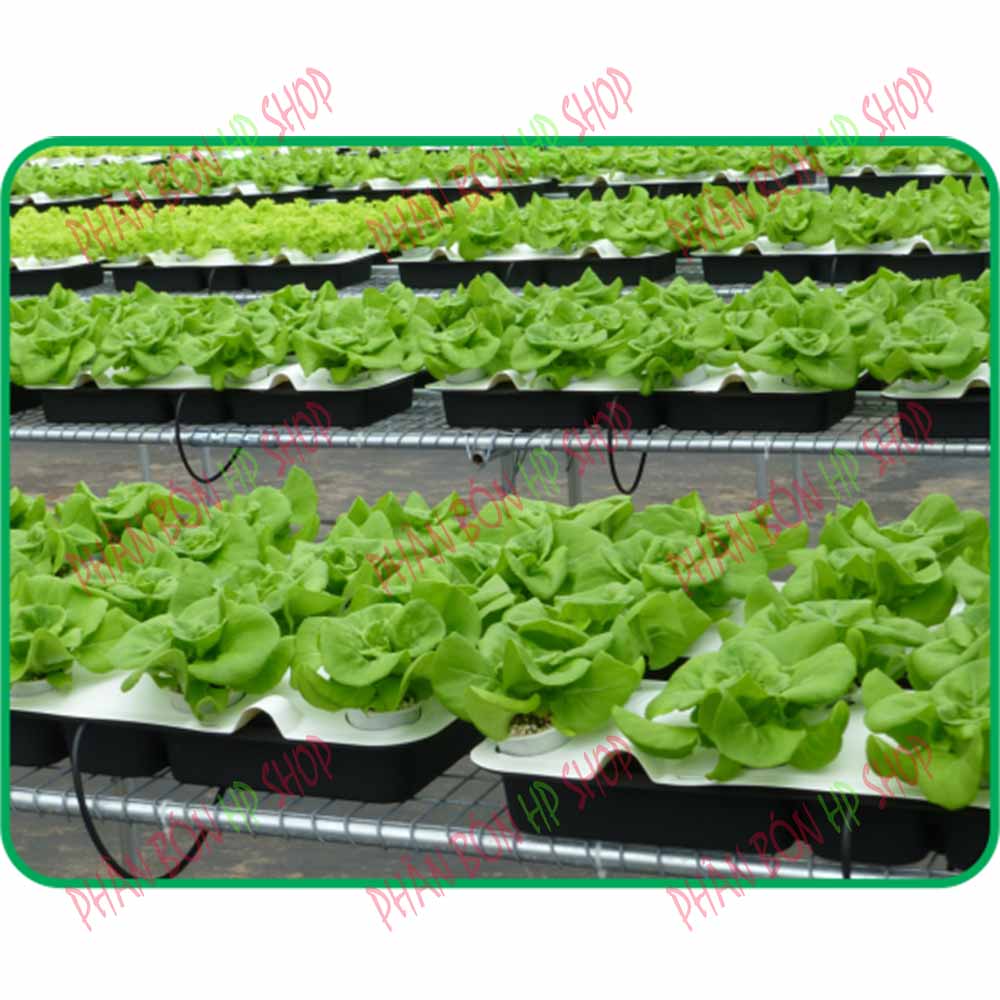 Dinh Dưỡng Thủy Canh Rau Ăn Lá Hydro Leafy (200g)