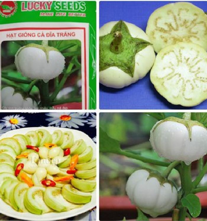 Hạt Giống Cà Dĩa Cao Sản ( Cà Bát Da Ếch ) - Gói 0,5gram