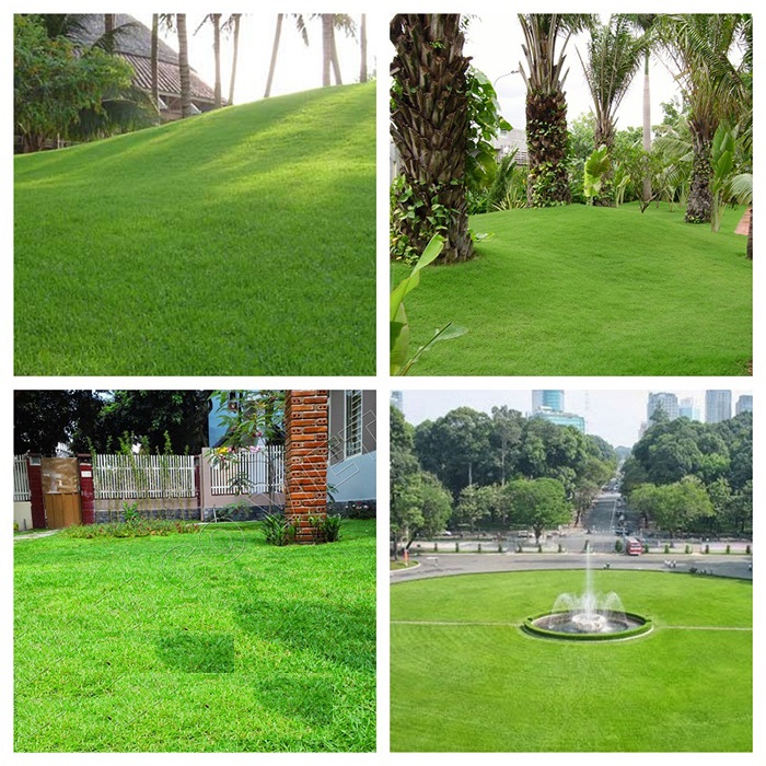 Hạt giống cỏ nhung nhật gói 100 hạt