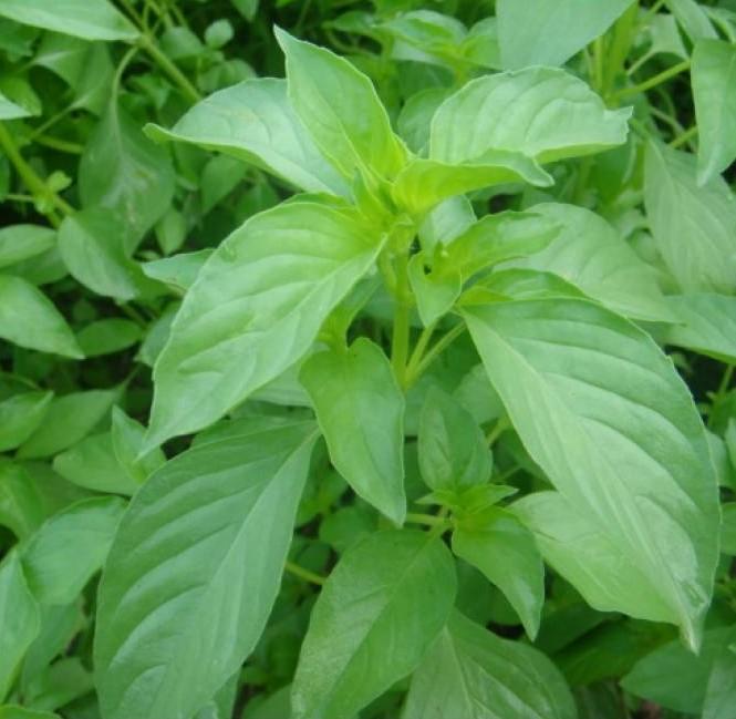 Hạt Giống Rau Quế Sả (Rau Thơm Sả) - 1Gram