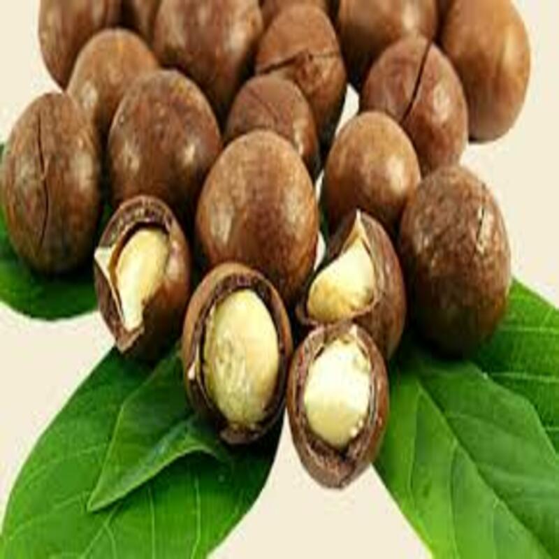 CÂY GIỐNG HẠT MACCA