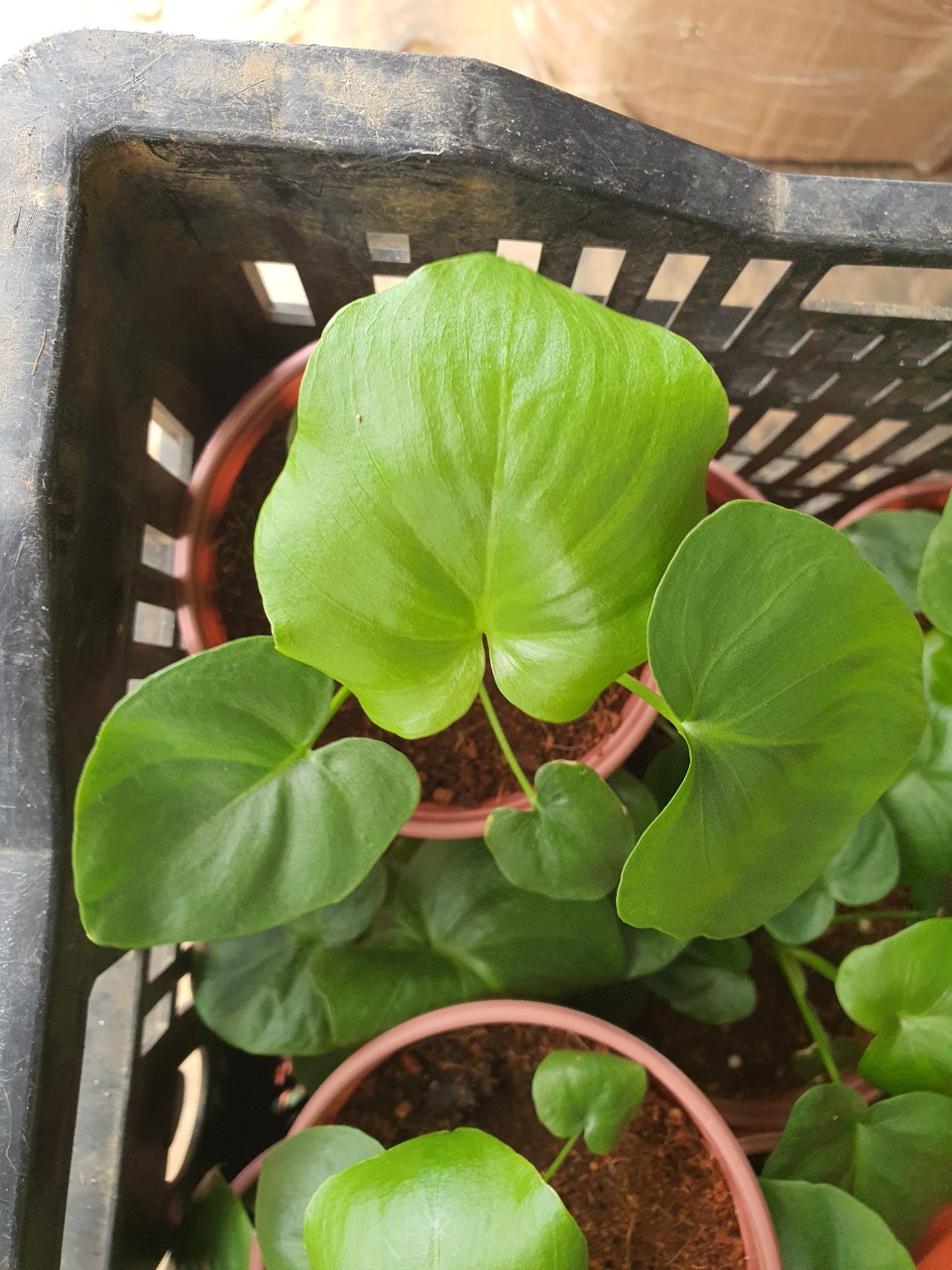 Trầu bà thanh xuân cây con