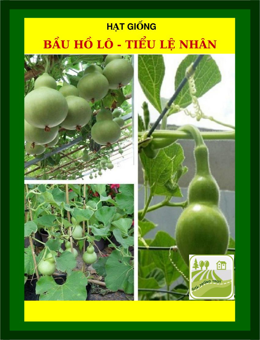 10H - Hạt Giống Bầu Hồ Lô - Tiểu Lệ Nhân