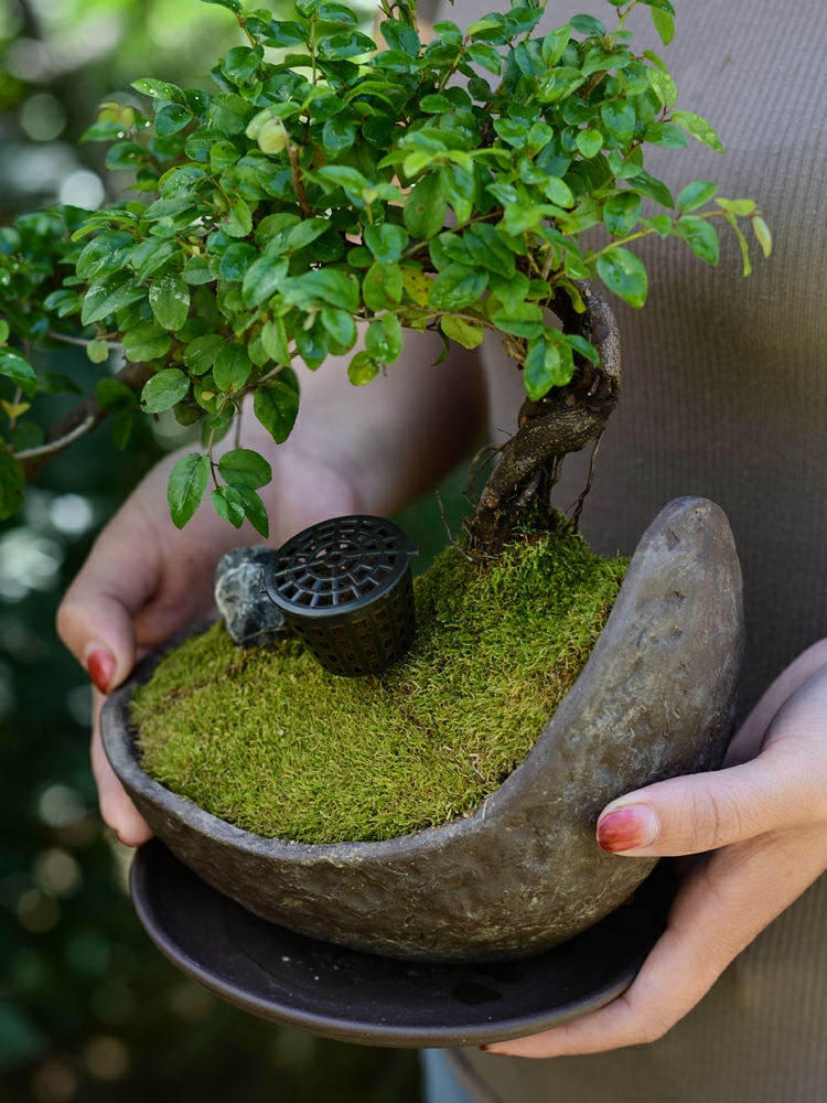 Rọ đựng phân tan chậm dùng cho bonsai mini, hoa kiểng