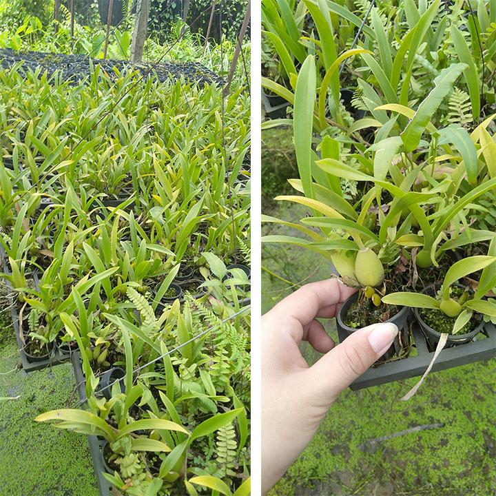 [HCM]COMBO 5 CÂY CON LAN VŨ NỮ VÀNG TUYỀN [ CÂY GIỐNG]