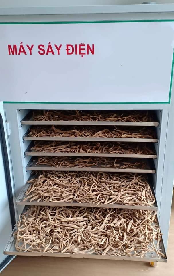 Trà sâm dây Ngọc Linh Dato