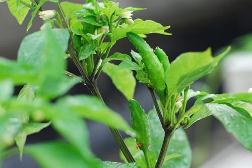 Hạt Giống Ớt Hiểm Sai Trái (20 Hạt)