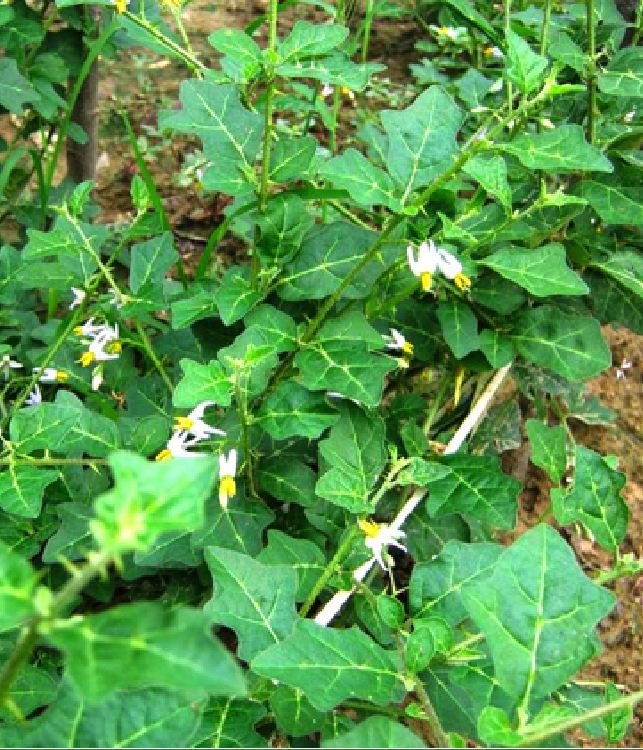 Hạt giống cây cà gai leo ( cây dược liệu ) - ( 50 hạt )