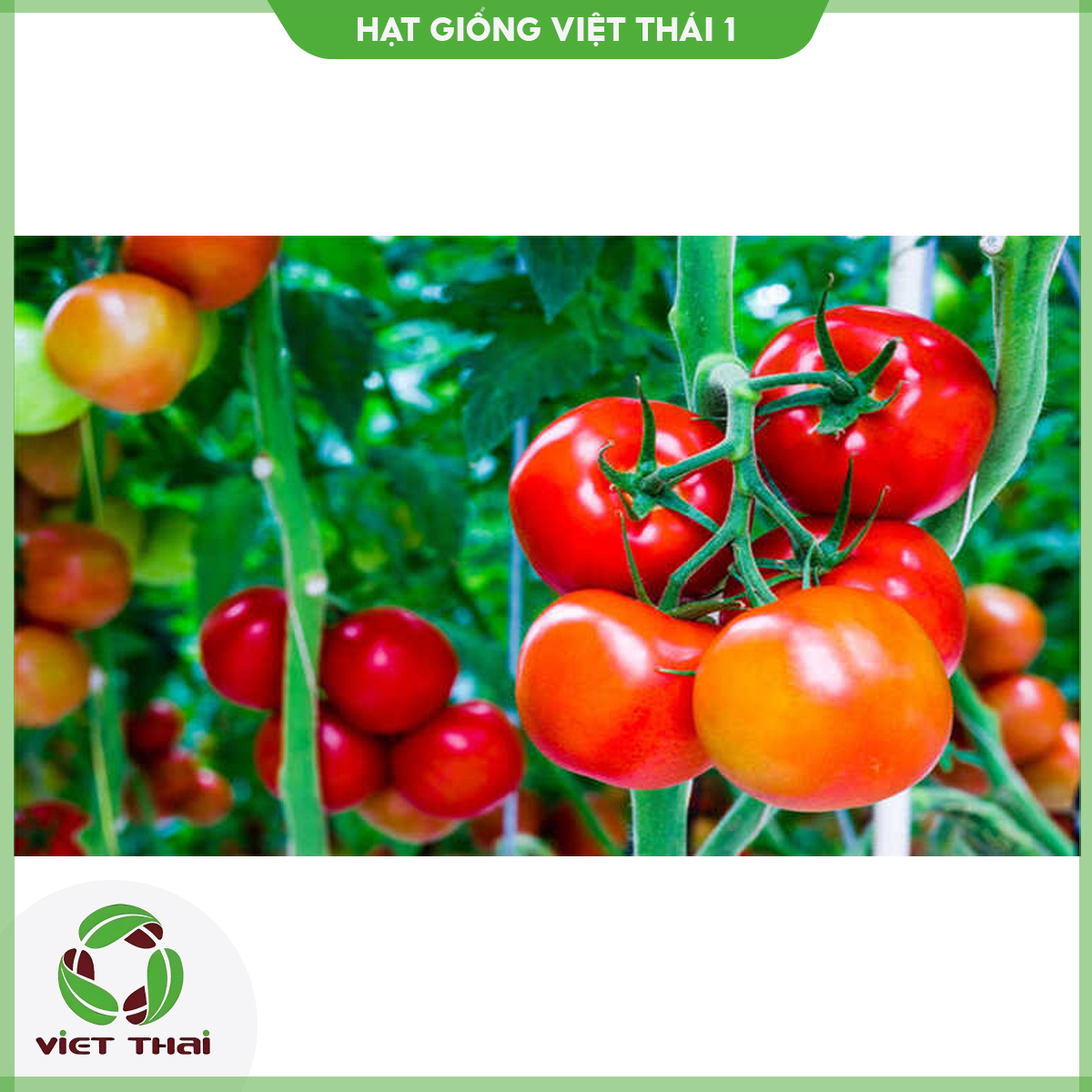 [SALE] Hạt giống Cà chua TN-13 - HGVT1