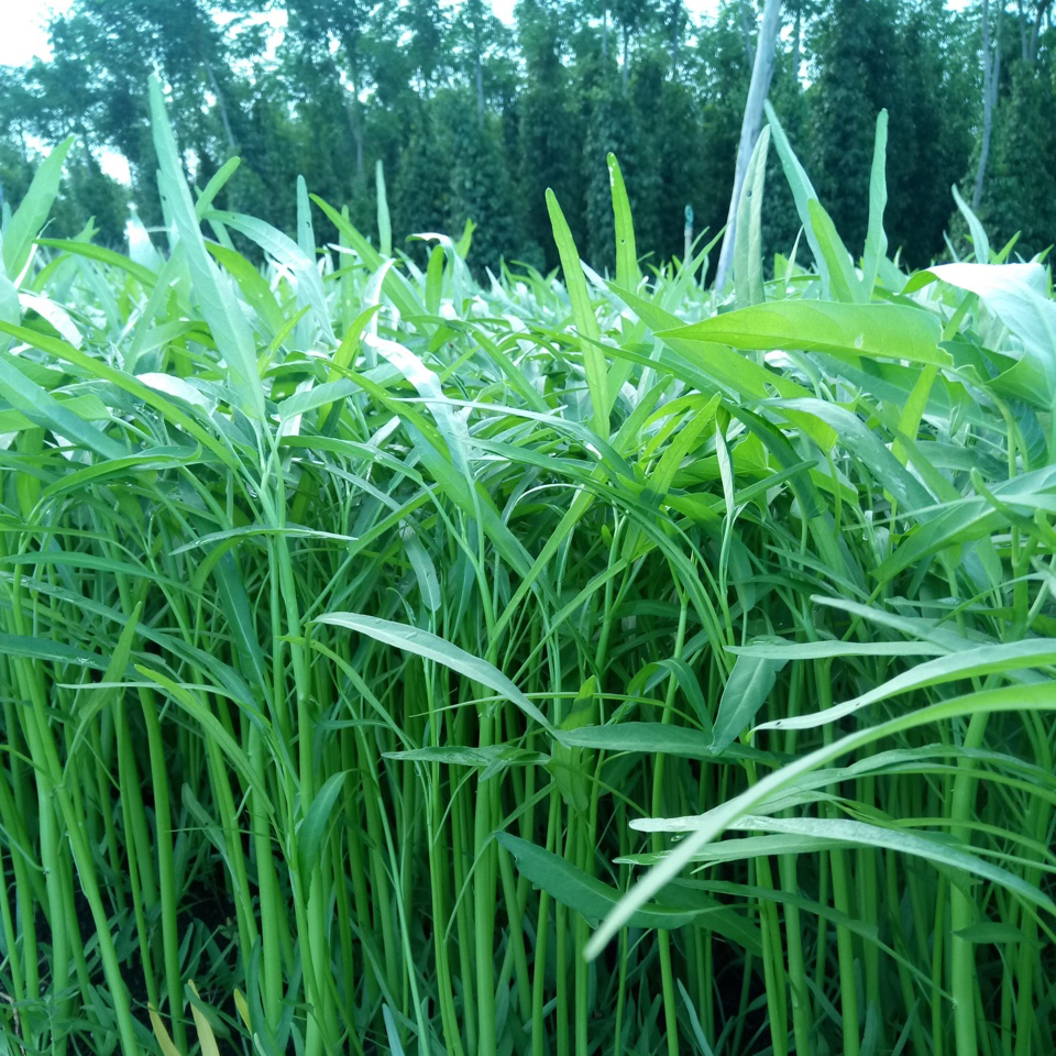 Hạt giống rau muống -gói 20 gram(tặng kèm phân bón)