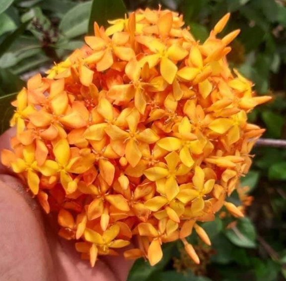 Cây Hoa Mẫu Đơn Con Được Chọn Màu(bông trang hình cuối)