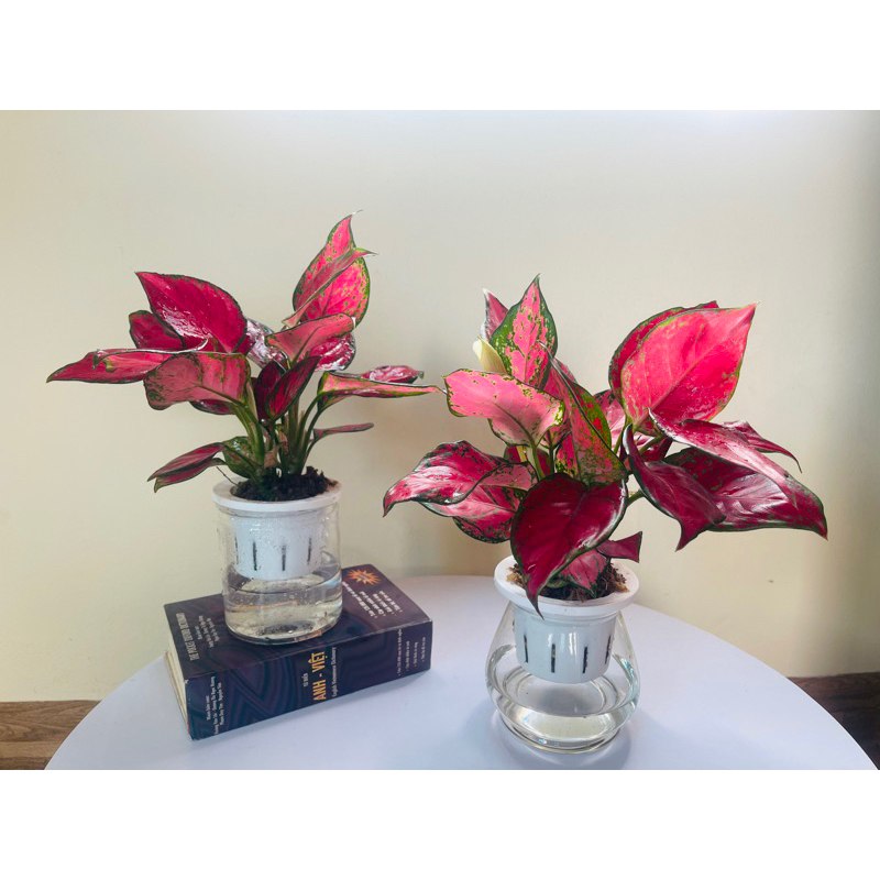 Vạn Lộc Lá Đỏ Thuỷ Sinh ( 2 Thân)