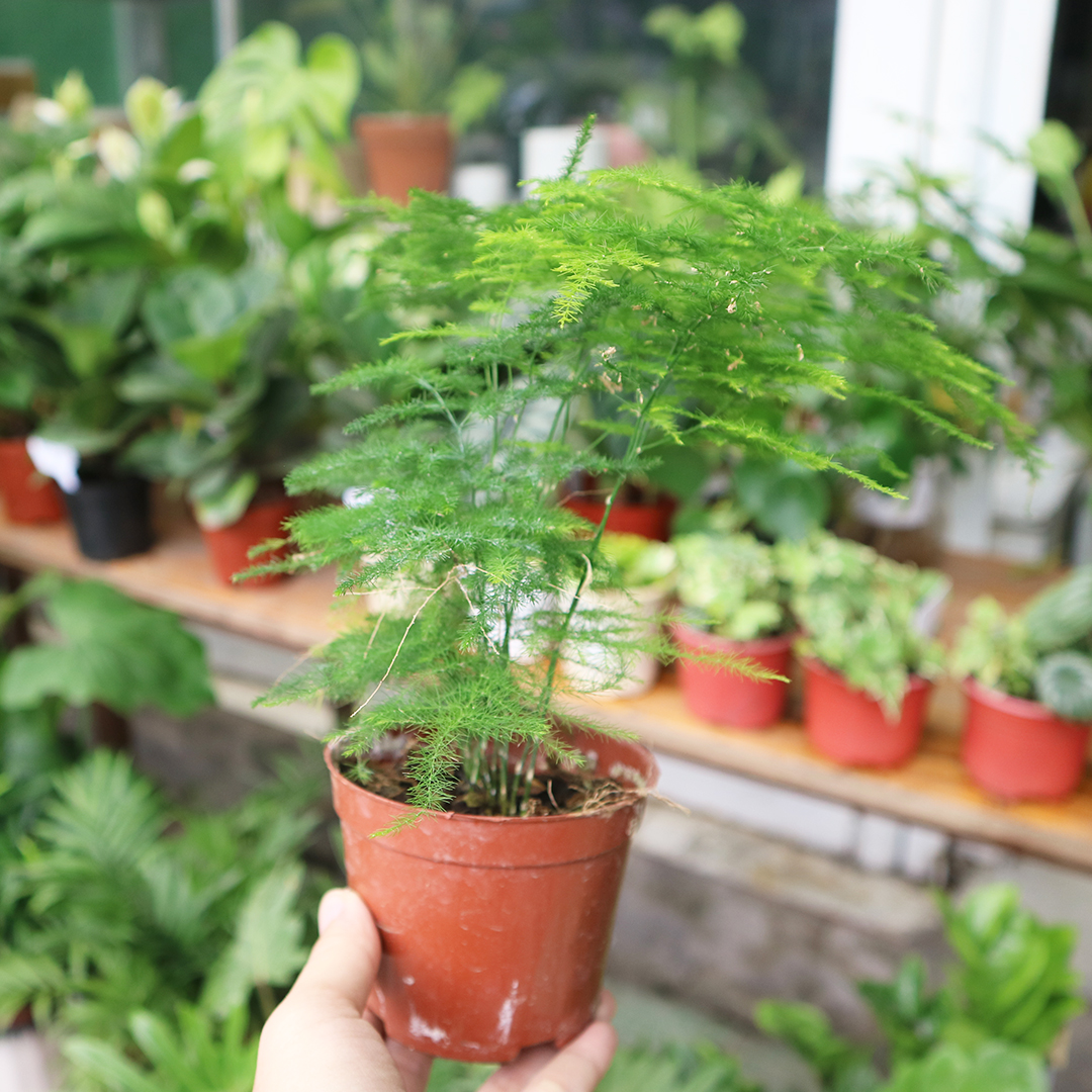 Cây phong thuỷ kim thuỷ tùng, trang trí nội thất, trồng bán cạn, hòn non bộ.