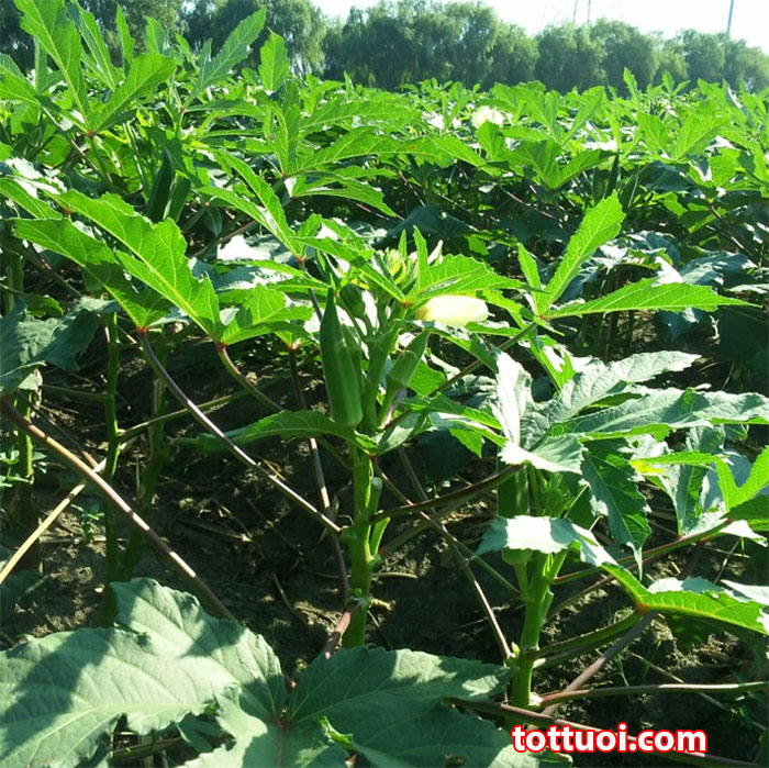 Hạt Giống Đậu Bắp Rado 60  Rạng Đông Gói 20Gram