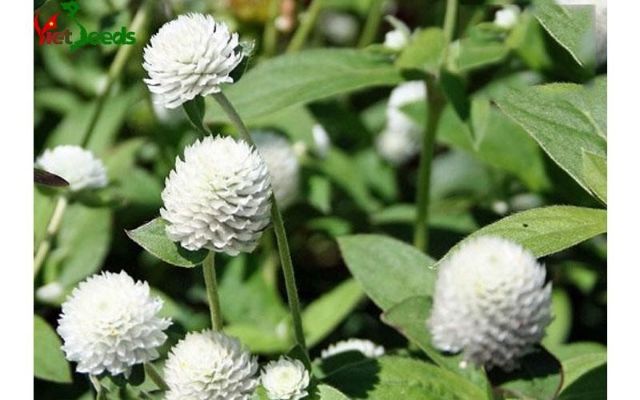 50 Hạt giống hoa cúc bách nhật trắng