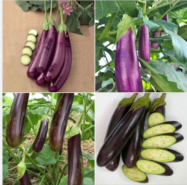 F1 Long Eggplant Seeds - 0.5Gr/Package