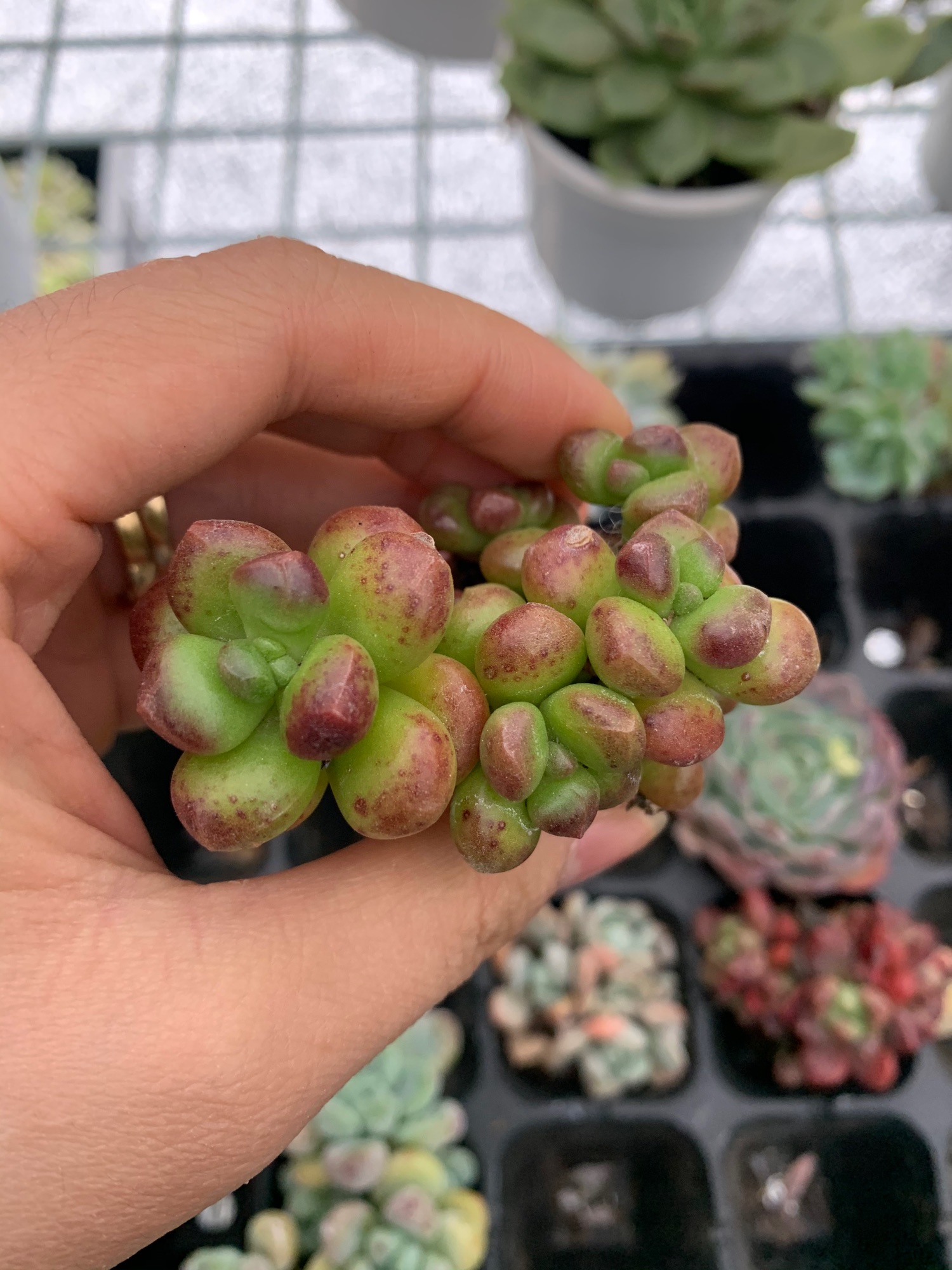 Sen đá chùm. Sen đá đẹp. Sen đá giống mới