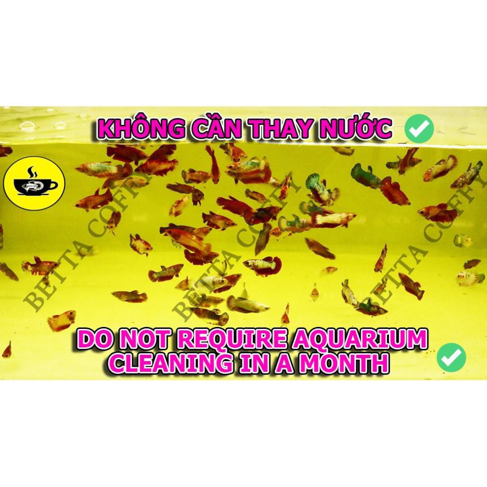 Cám Beco 1 - Thức ăn cá con 🐣 Gói nhỏ