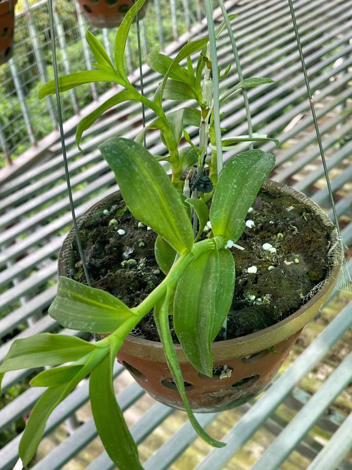 [Viện Nghiên Cứu Di Chuyền Nông Nghiệp] Hoa phong lan phi điệp ám phú thọ