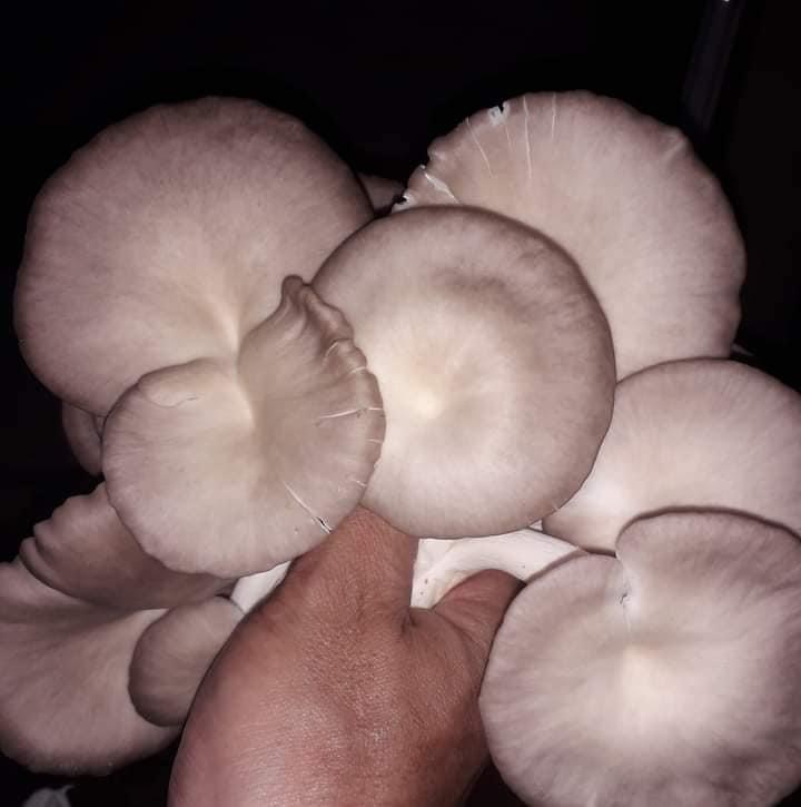 Phôi nấm Bào ngư (Kiện 9 phôi nấm)