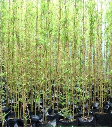Cây trúc quân tử cây cao 1m trở lên