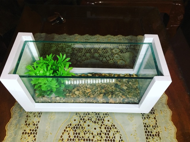 Bể cá mini khung gỗ màu trắng tinh khôi (tặng kèm cây sỏi thức ăn cá kiểng )