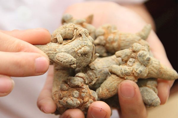 100gr Củ Tam Thất Bắc