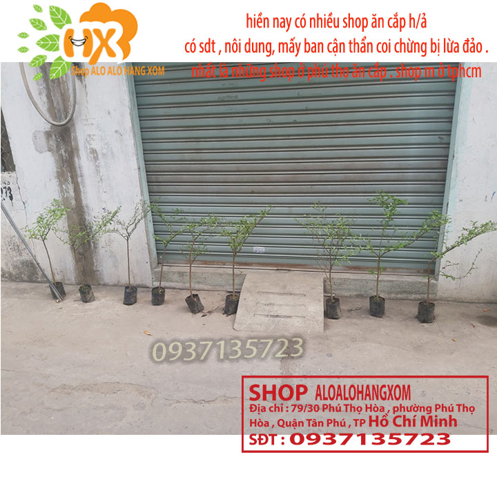 [HCM]COMBO 3 CÂY BÀNG ĐÀI LOAN CAO TỪ 25-40 CM ( LÁ BÀNG NHỎ )