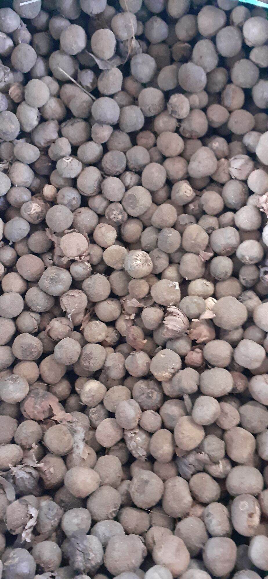 500gram hạt tếch (giá tỵ) giống
