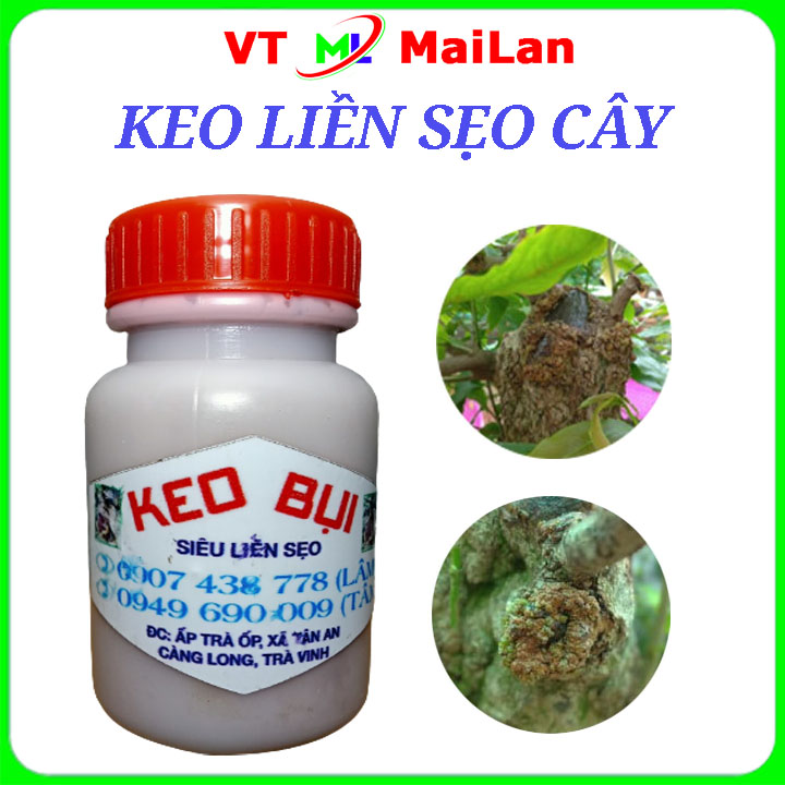 Liền sẹo cây - Keo bụi hủ 100g