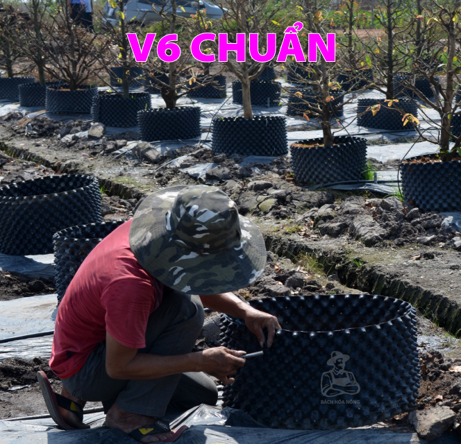 Bầu ươm V6 PHỔ THÔNG - dầy 0.7mm