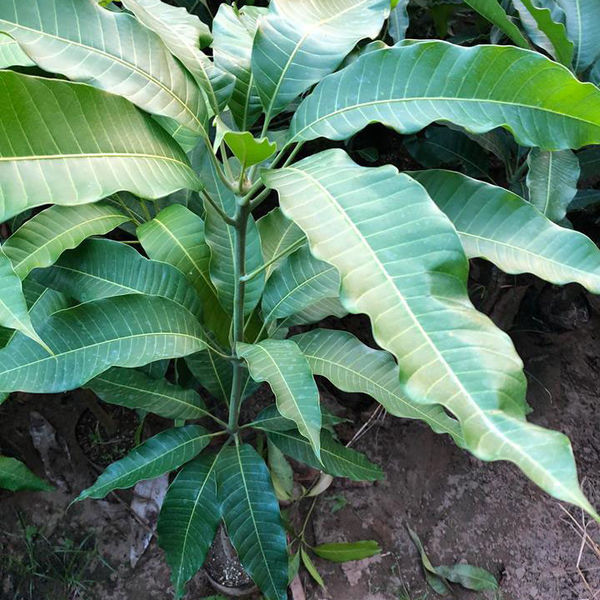 Cây giống Xoài Tượng [ Trái siêu to nặng 1 kg ]. [ Cây ghép siêu sớm ].