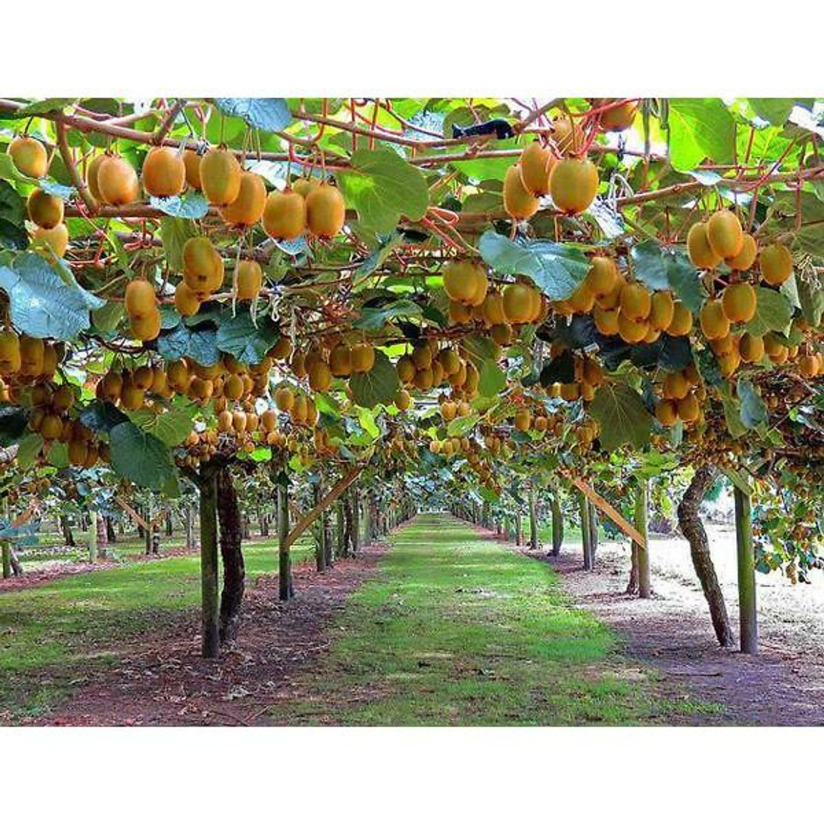 Hạt giống cây ăn trái kiwi - 1 gói 30 hạt