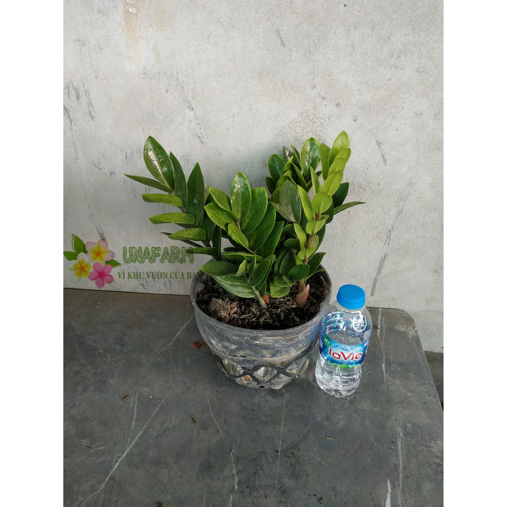 Cây giống Kim Tiền - CayGiongTot
