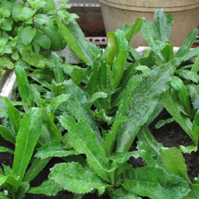 Hạt Giống Ngò Gai - Gói 3 Gram