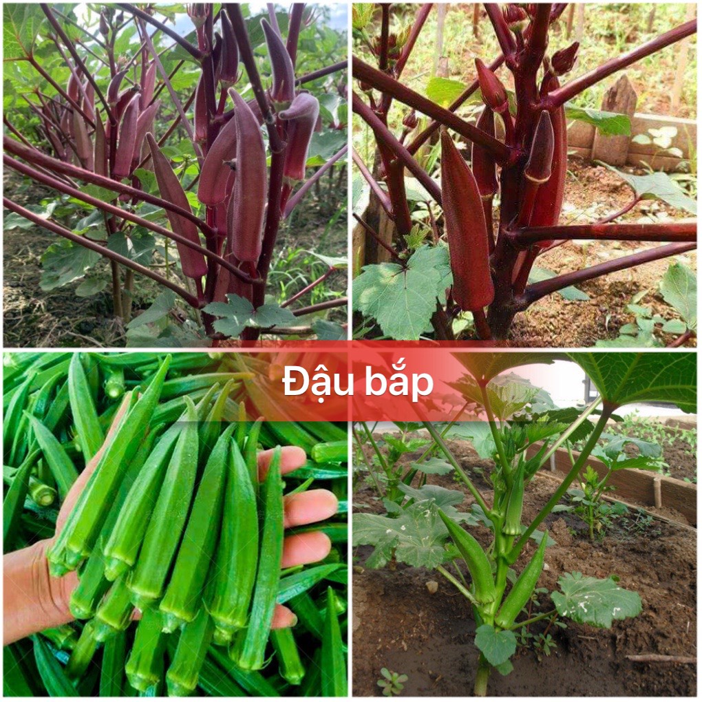 Hạt giống đậu bắp xanh và đỏ + tặng phân bón