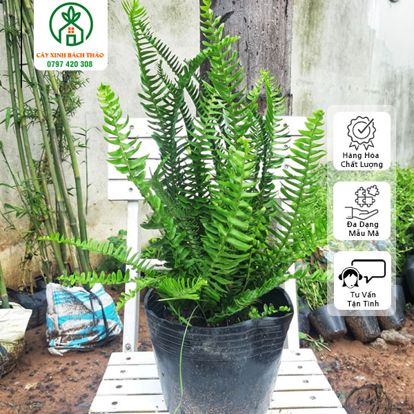 Cây Dương Xỉ Lá Me Trồng Sân Vườn
