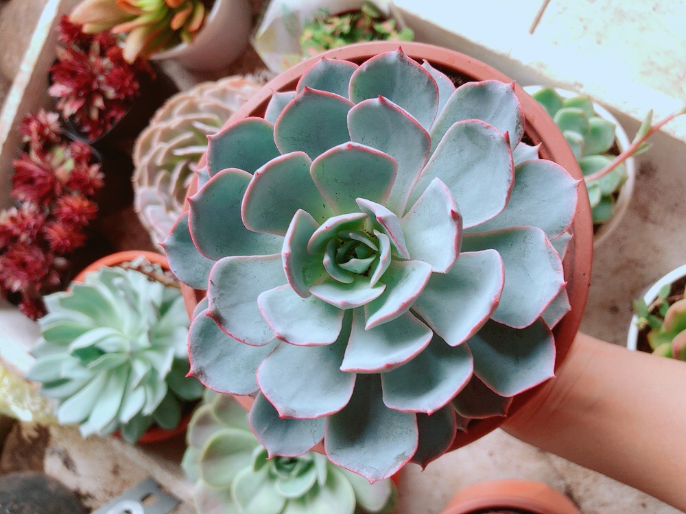 Chậu sen đá hồng phấn size đại