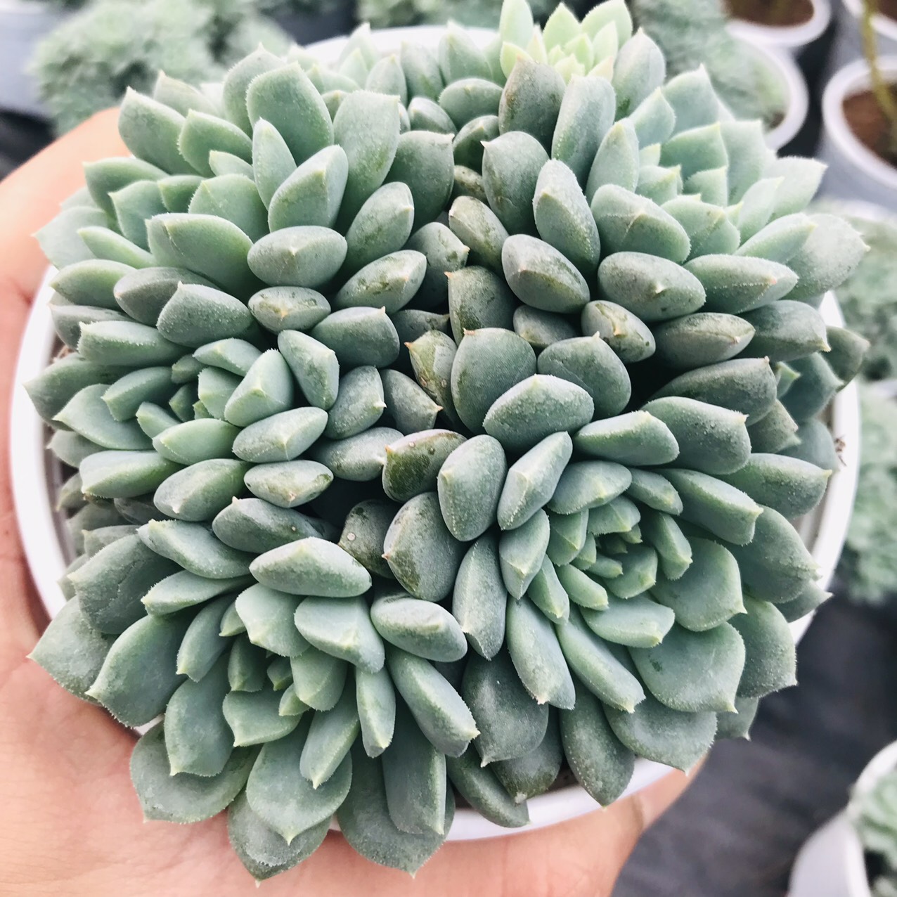 SEN ĐÁ NHÍM XANH SIZE TRUNG BÌNH LỖI 1 ĐỔI 1
