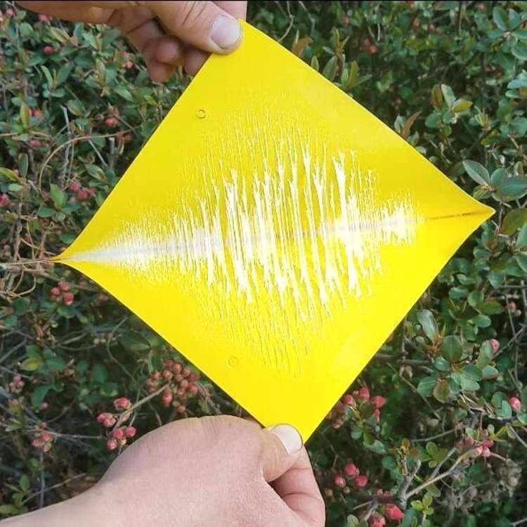 Hộp 10 miếng dính ruồi vàng cỡ lớn 40 x 20cm