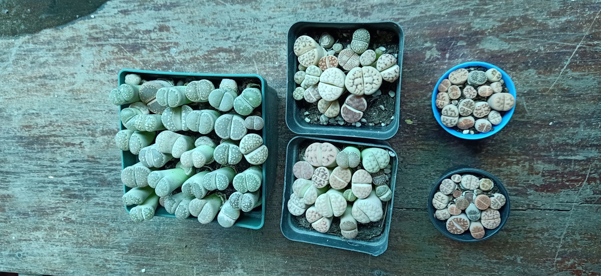 sen mông chậu to nhiều cây