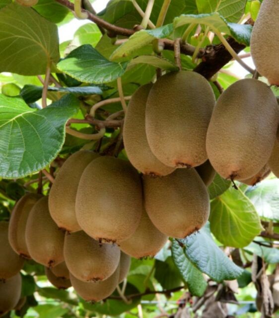 Cây giống Kiwi - C028