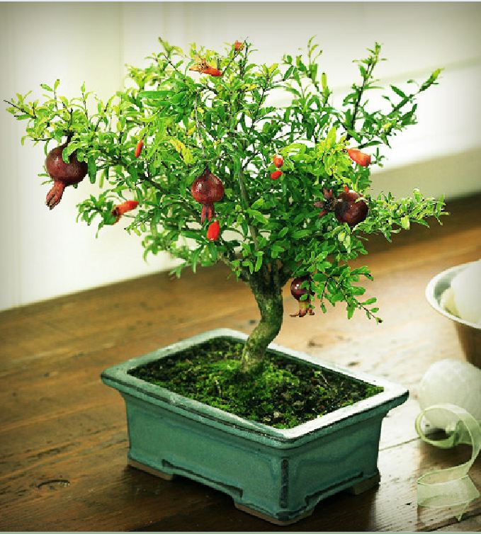 Hạt Giống Lựu Cảnh Lùn ( lựu bonsai ) ( 10 hạt )