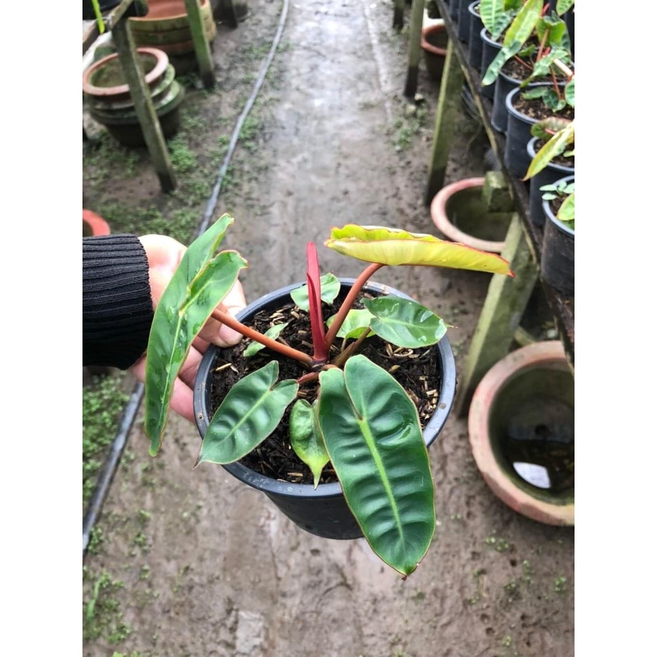 Cây hồng hạc cuống cam - Philodendron Billietiae